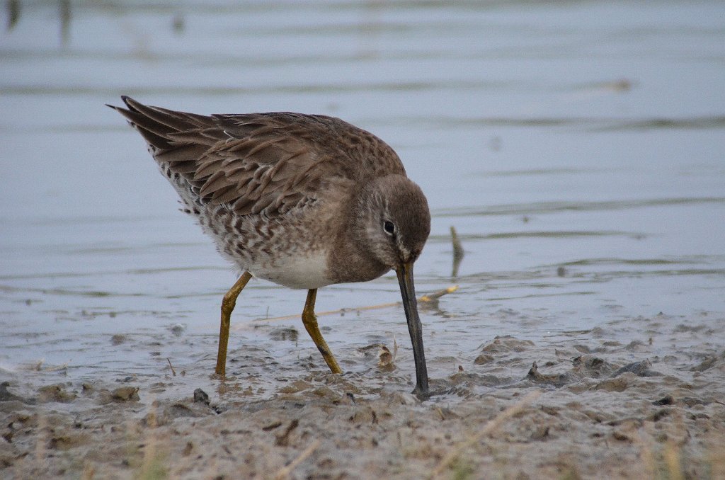 Sandpiper, Long-billed Dowitcher, 2013-01064565 Estero Llano Grande State Park, TX.JPG - Long-billed Dowitcher. Estero Llano Grande State Park, TX, 1-6-2013